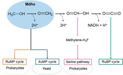 Methanol Dehydrogenases as a Key Biocatalysts for Synthetic Methylotrophy